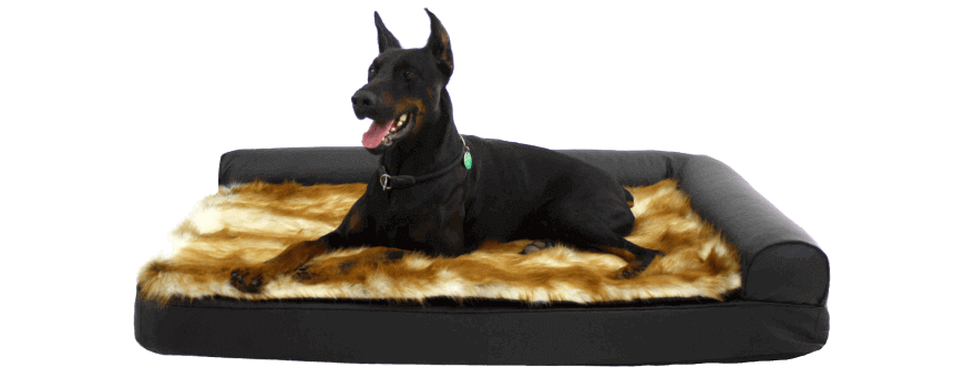 CHIEN